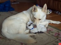 この子は全力で守る！犬を母親のように慕う子ヤギとそれを愛するジャーマンシェパード