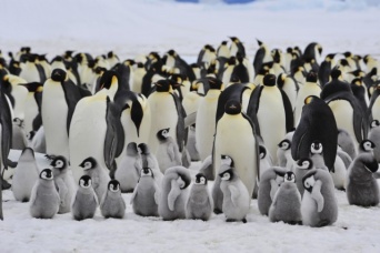 コウテイペンギンの知られざるコロニーが南極大陸で続々と発見される。うんちっちを人工衛星で追跡