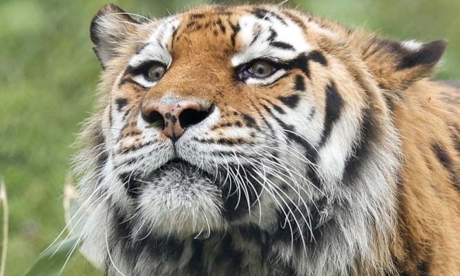 トラが突然くしゃみを連発→よく見てみると...　まさかの「原因」にムズムズがとまらない