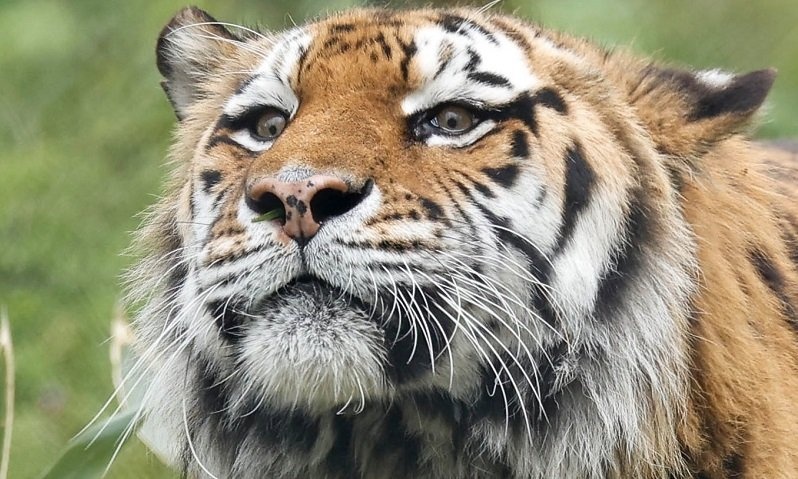 トラが突然くしゃみを連発→よく見てみると...　まさかの「原因」にムズムズがとまらない