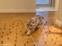 倒さざること忍者のごとく。猫の障害物を避けて歩く能力がすごい5連発！