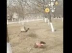 ワンちゃんを必死に追いかけるエミュー。　しかし目が回ってしまい…