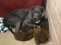 クマのぬいぐるみと共に捨てられた犬。ぬいぐるみにぎゅっと身を寄せ恐怖を耐え忍び、ようやく幸せに巡り合えるまでの物語