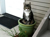 とりあえず水をやらないでください！植木鉢に収まる猫植物たち