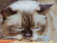 猫が痛みを感じているときの表情を見分けるコツが判明（英研究）