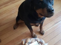 家族の大切な食糧！「パン」を全力で守ることを使命としている犬がいる（アメリカ）