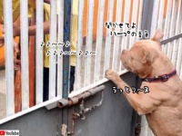 新たなるビクター犬か？ハープの演奏に聞き入る散歩中の犬