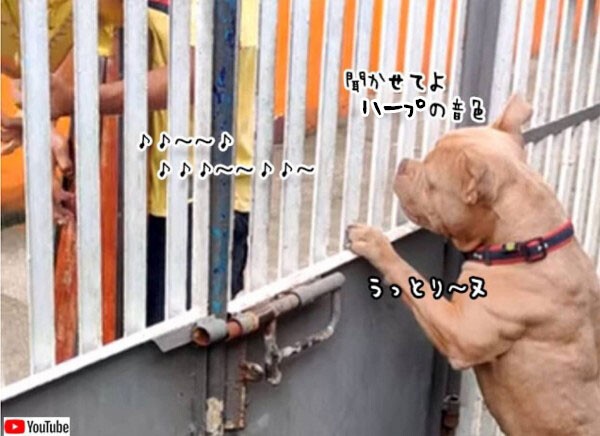 新たなるビクター犬か？ハープの演奏に聞き入る散歩中の犬