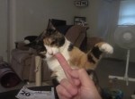 猫に中指を立ててみると…猫「それはやめろ！」