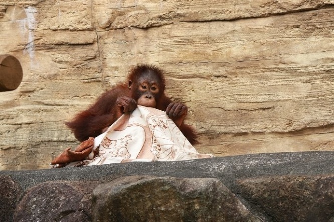 あざとさを感じるくらいかわいいっす