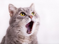 「Thinkstock」より
