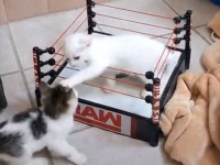 これはかわいい場外乱闘。ライオンハートを持つ子猫たちのレスリング