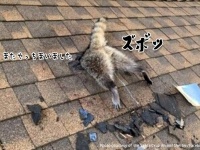 アライグマ、またお前か！またしても屋根に突き刺さっていた