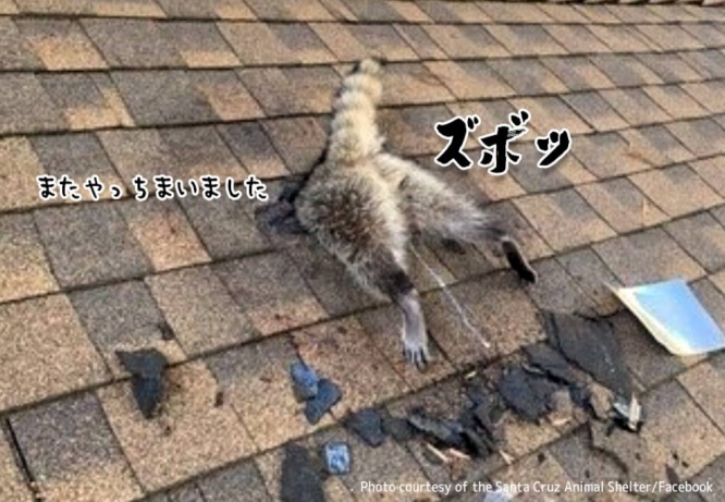 アライグマ、またお前か!またしても屋根に突き刺さっていた
