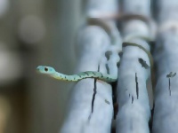 エアコンに40匹の蛇の赤ちゃんが住み着いていた件 （※ヘビ出演中）