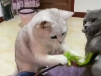 ワザとじゃニャイ！猫じゃらしを追っていた猫に訪れた衝撃の悲劇
