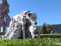 ダルメシアンが18匹もの子犬を一度に出産！