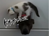 絶対に犬を家に入れたくない猫。犬がペットドアから入ろうとすると鉄壁の防御