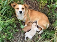 子犬と共に捨てられた母犬、他の人を寄せ付けず元の飼い主が戻ってくるのを信じて待ち続けていた（セルビア）