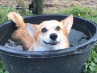 ワクワクバスタイムを楽しみたいコーギー犬、近づく犬や馬を徹底排除。でもその水が入っている容器って...