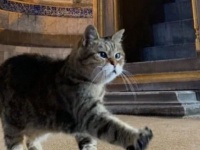 トルコのアヤソフィア博物館でしっかり守衛を務める猫のグリさん。その凛々しい表情に関する海外の反応