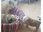 「ママ〜遊んでよ〜！」昼寝したいママにちょっかいを出す子犬。