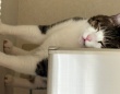 猫は横向きに立ったまま眠っている...？　首を傾げたくなる１枚に4.2万人困惑「重力が正しく機能してない」
