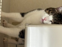猫は横向きに立ったまま眠っている...？　首を傾げたくなる１枚に4.2万人困惑「重力が正しく機能してない」