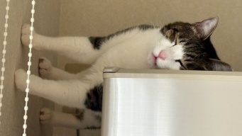 猫は横向きに立ったまま眠っている...？　首を傾げたくなる１枚に4.2万人困惑「重力が正しく機能してない」