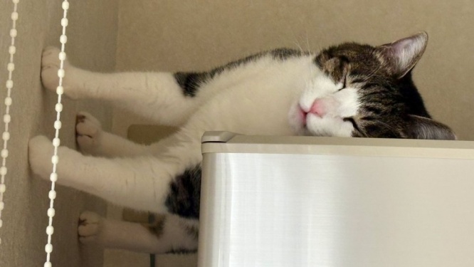 猫は横向きに立ったまま眠っている...? 首を傾げたくなる1枚に4.2万人困惑「重力が正しく機能してない」