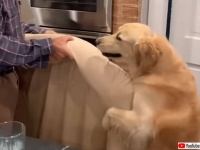 こうてもろた！新しいベッドを買ってもらった犬、うれしくて自発的に運搬のお手伝い