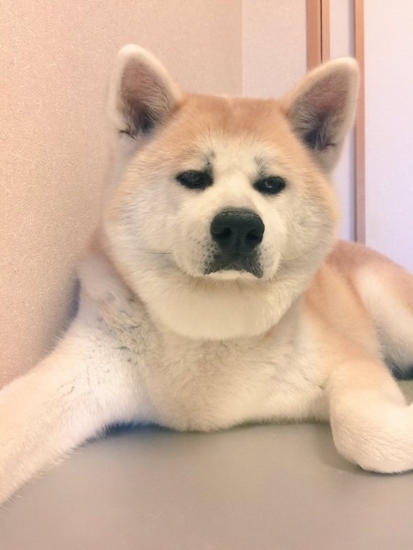 あきた うめこ（＠Umepon211）さんのツイート