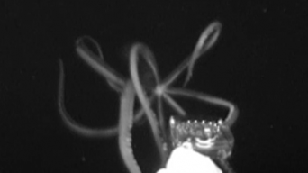 迫り来る巨大な触手！メキシコ湾でダイオウイカの泳ぐ姿の撮影に成功（米研究）