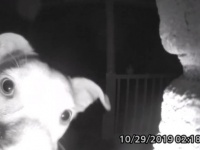 犬は真夜中に2度ベルを鳴らす。夜遊びが過ぎて締め出されてしまった犬の賢い行動がカメラに！（アメリカ）