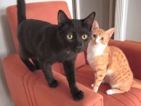 ヤンチャな猫たち、ボクらもう親友だよね！だけど何かが足りないんだ…「そうだ、グルーミングだ！」