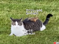 猫とリスの追いかけっこ、リスは猫の背中に登りマウントをとる