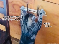 吾輩は猫である。解除できないものなどない。スプーンでロックしていた棚を簡単に開けてしまう