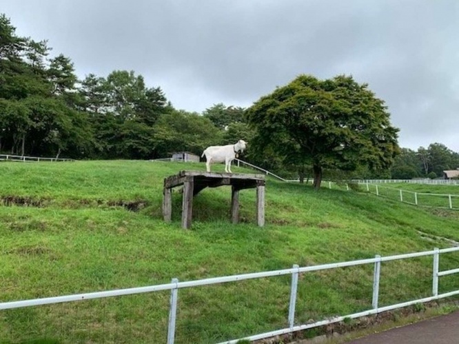まきば公園では羊が出迎えてくれた
