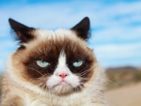犬、猫、ニワトリ、クマ。圧倒的資産を持つ、世界10の超リッチなペットたち