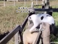 気合だ！気合だ！気合だ！羊たちにはっぱをかける牧羊猫