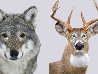 かわいい肉食動物＆強面な草食動物!?　いかに目力が大事かを感じさせるPhotoshop写真