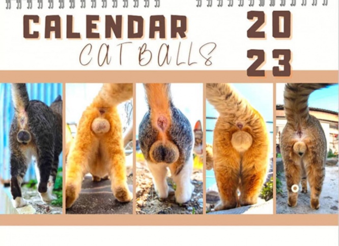 猫のふぐりを愛でたい人のための2023年猫ふぐりカレンダー