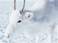 全身真っ白のトナカイさん！野生の白トナカイと奇跡の遭遇（ノルウェー）