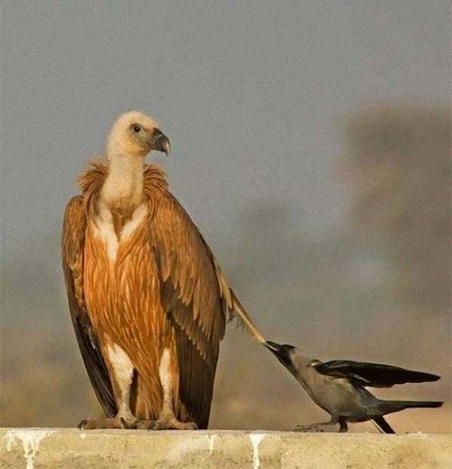 crowsnanimals6_e