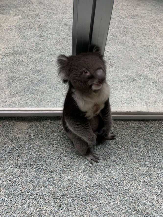 扉の前に立ちふさがっているだいちさん(画像は淡路ファームパーク イングランドの丘@englandhill_zooのツイートより)