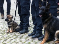 忠誠を尽くすことが僕たちの役目だから。厳しい訓練の末、軍用犬や警察犬となった20の犬たちと人間の関わり合い