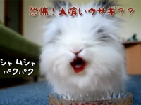 だからウサギにイチゴやチェリーはやめとけって・・・口の周りが血塗られモードとなったウサギホラー