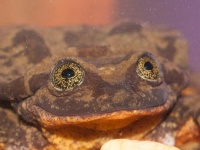 銀河のような目を持つカエルのロミオ。種最後の生き残りと考えられていたが10年後、ついにジュリエットと巡り合える