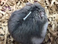 おさかなを食べるのがじょうずでエライ！　器用でこだわりやさんなハムスターが最強かわいい