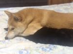 大好きが止まらない。猫への愛が強い柴犬の行動が凄い…！